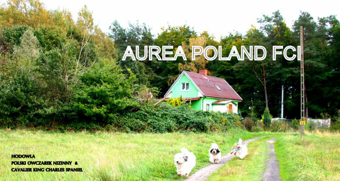 Aurea Poland FCI